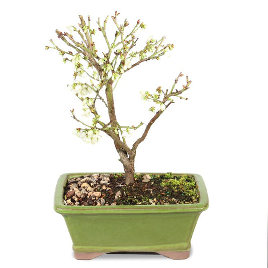 Brussel's Bonsai Live Dwarf Blueberry Bonsai Tree - Small, 4 Years, 6 to 8 Inches Tall - Outdoor Live Bonsai Tree with Ceramic Bonsai Pot
