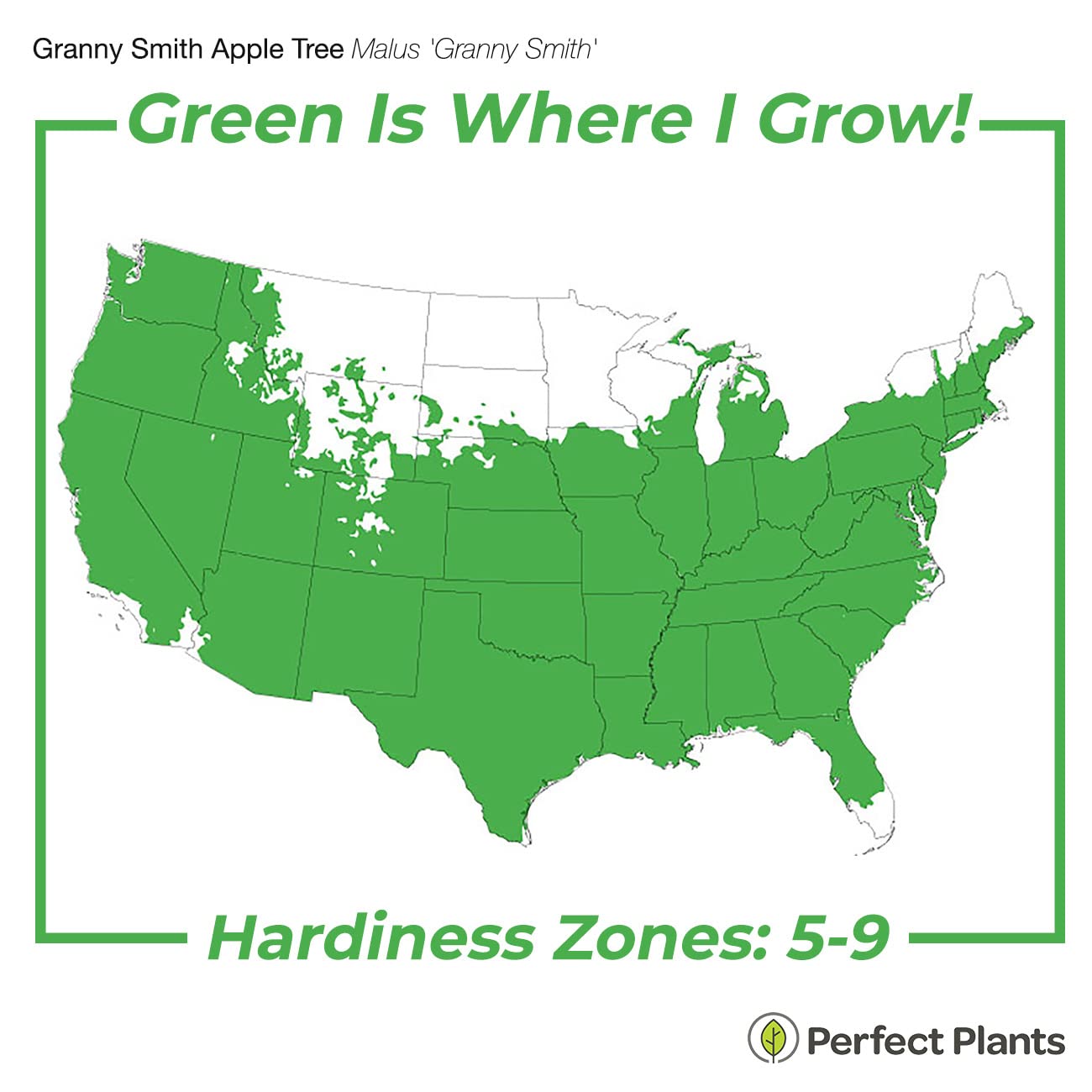 Perfect Plants Granny Smith Apple Tree 4-5ft Tall | Live Fruit Trees for Outdoor Planting | Fresh Apples for Eating, Canning, & Dehydrating | Sweet & Tasty Green Fruits Ripen in Fall