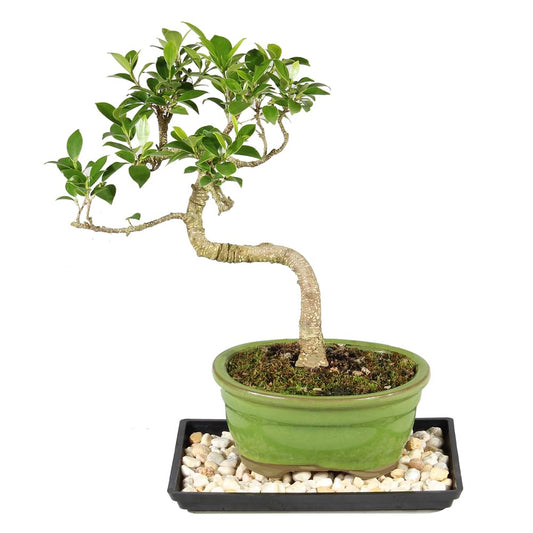Brussel's Bonsai - Live Golden Gate Ficus Bonsai Tree with Ceramic Bonsai Pot & Humidity Tray, Indoor Bonsai Plant, 7 Years Old, 8-16 Inches Tall, Easy Care Houseplant for Home or Office (Medium)