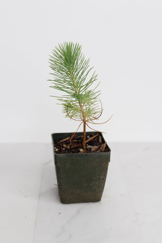Generic Mini Bonsai Tree Starter Plant Gift Pinus Eldarica Aleppo Pine Afghan Pine Live Tree Pine Zen Garden House Plant Outdoor Plant 2 inch Pot (5), Green