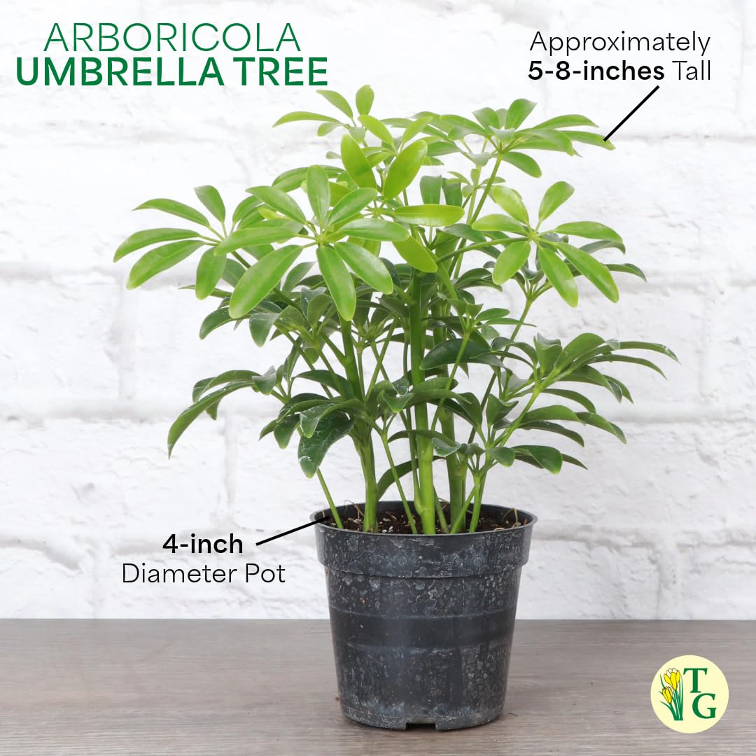 Thorsen's Greenhouse Live Arboricola Umbrella Tree Plant, Schefflera Arboricola, Natural Air Purifier, Easy to Grow, Live Indoor Houseplant, 4-inch Diameter (Lavender)