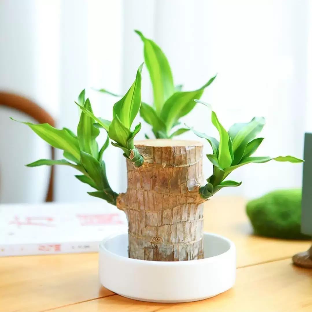 Brazilian Lucky Wood，Easy to Maintain and Purify the Air Brazilian Wood，Suitable for Living Rooms, Kitchens, Bedrooms, Desks, and Outdoor Gardens (2A)