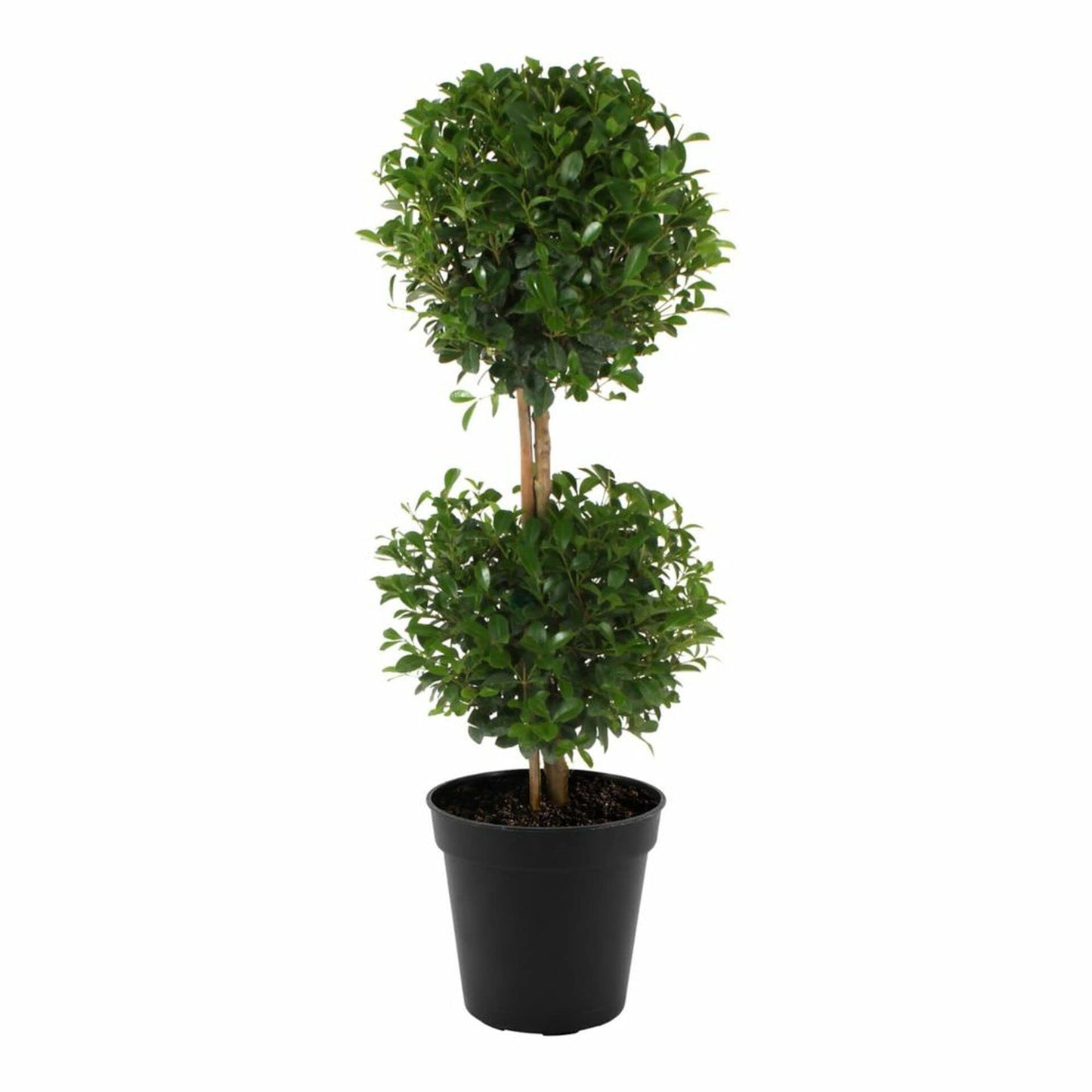 Eugenia 2 Ball Topiary - 3 Live Plants in 6 Inch Pots - 1-2 Foot Tall - Eugenia Myrtifolium - Beautifully Pruned Outdoor Topiary for Patios and Outdoor Decor