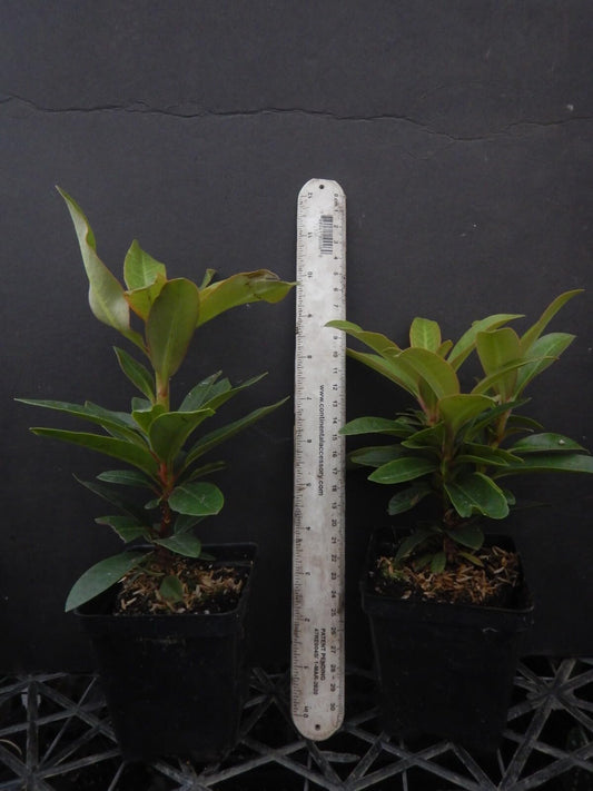 Live Plant - Honey BUTTERAzalea RhododendronSTARTER Plant