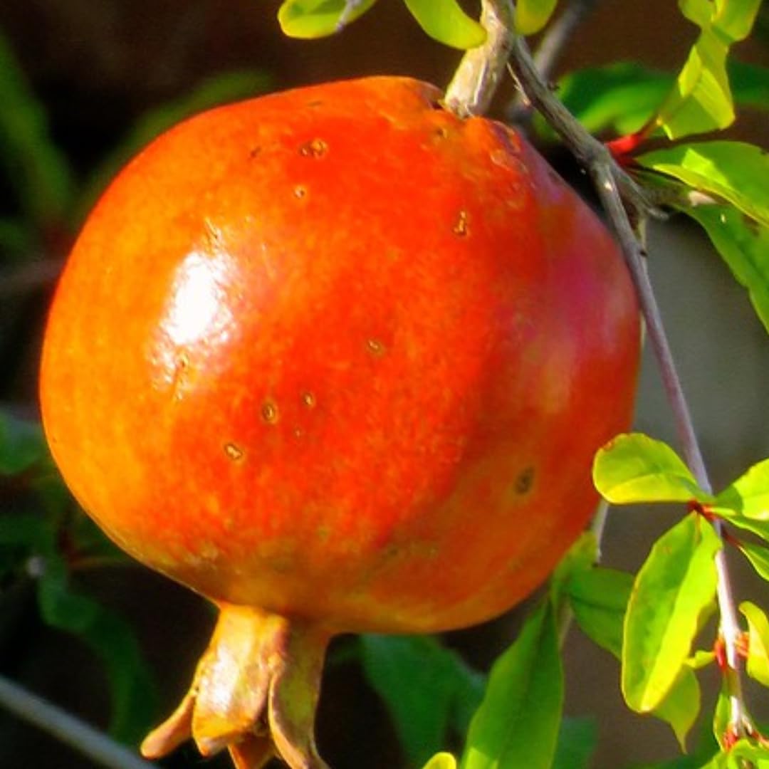 Pack 3 Pomegranate Tree Live Plant, Pomegranate Plant, Pomegranate Fruit Tree, Pomegranate Tree - Live Plant - Red Pomegranate Bush - Hardy Fruit Tree, Size 8 to 10 Inch Tall