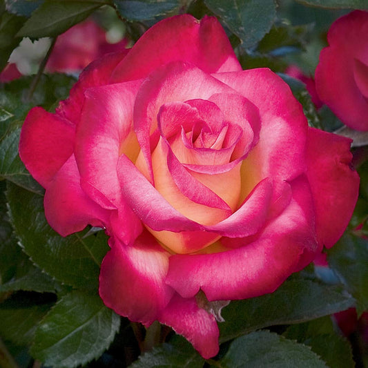 Heirloom Roses Rose Plant - Dick Clark Multi Rose Bush, Grandiflora Live Plant for Planting Outdoors