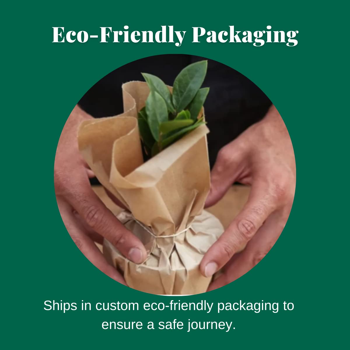 House Plant Shop | Peperomia 'Marble' - 3" Pot | Live Indoor Plant | Free Care Guide