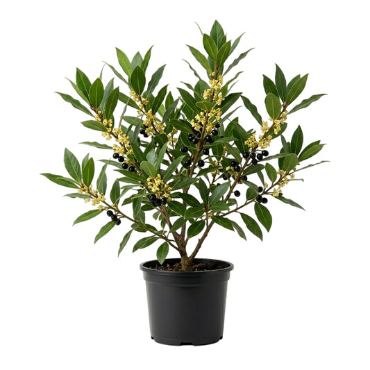 Bay Leaf Plant 10-12 Inch Tall in 4 Inch Pot, Laurus Nobilis Bay Leaf Tree Live Plant, Houseplant Tree