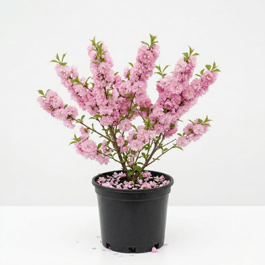 Almond Live Tree Plant, Pink Flowering Almond in Quart Pot, 8-10'' Tall, Perennial Ornamental Flower for Outdoor Garden