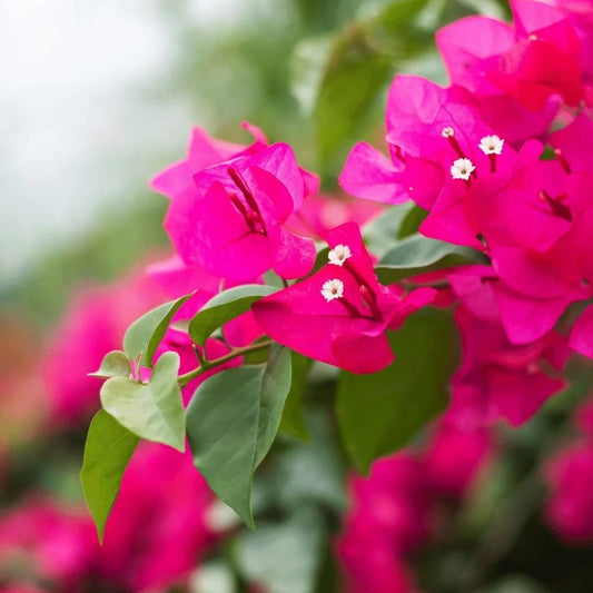 Pink Bougainvillea Plants - Live Bougainvillea Helen Johnson Plants – Pack of 2 (4-6 Inches Tall) – Dwarf Bushy Shrub - Drought Tolerant - Compact Bloomer for Patio Pots - Pink Paper Flower