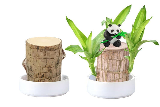 Brazilian Wood Plant,Mini Brazil Lucky Wood,Swelling Stage,Nearing Germination Lucky Tree,Budding Takes just 7-15 Days,Brazilian Tree Perfect for Home,Office Desktop Decoration (with Panda Statue)