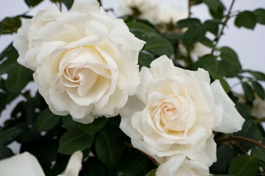 Live Plant - Cloud 10 White Climbing Rose - Live Plant - (1 Qt) - Repeat Blooms
