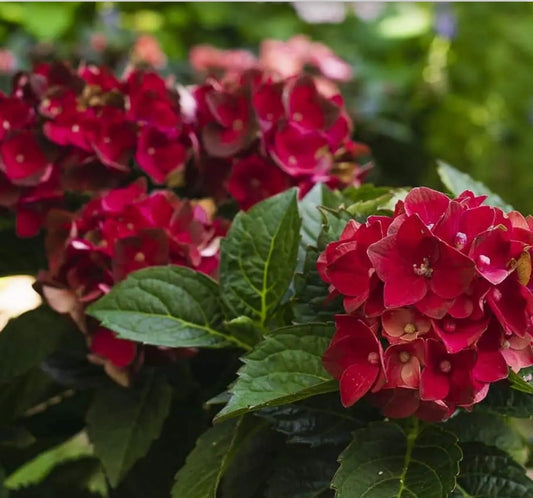 Live Plant - Hydrangea Well Rooted Starter Plant Blood Red Blooms!