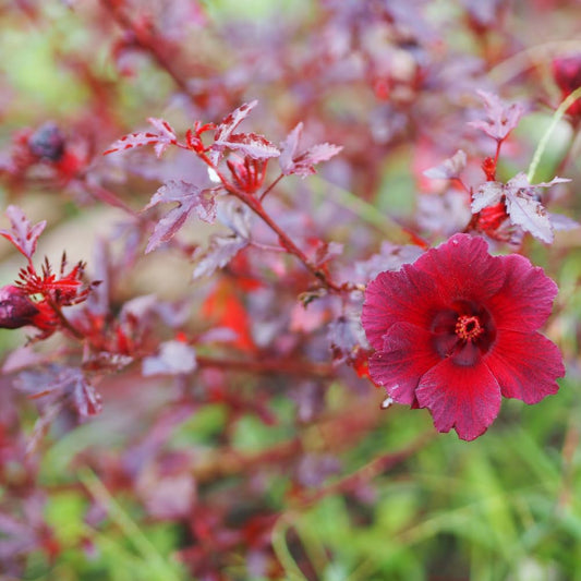 Red Leaf Hibiscus Plants Live, 3 Live Cranberry Hibiscus Plants, Size Plant 5 to 7 Inc Tall