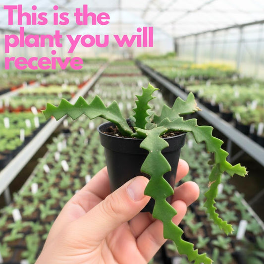 Fishbone Cactus Live Plant in 3" Inch Pot | Eye-Catching RIC Rac Foliage | Beginner-Friendly Indoor Houseplant for Modern Home and Office Décor