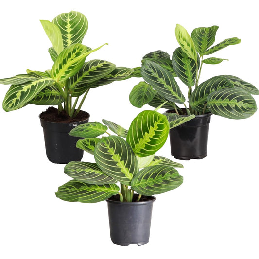 Thorsen's Greenhouse Lemon Lime Prayer Plant, Live Indoor Plant, Pet Friendly, Attractive Houseplant, Lemon Maranta, Natural Air Purifier, Easy to Grow, 4" Diameter Pot (3 Pack Nursery Pots)