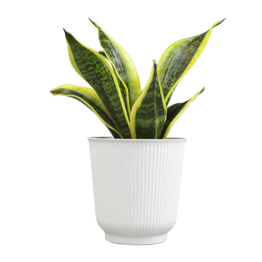 Altman Plants Sansevieria Superba Snake Plants (Approx. 8" Tall) in White Plant Pot, Variegated Snake Plant Decor, Easy Plant Gift & Desk Plant, Live Snake Plant Live Indoor with Pot, Air Purifying