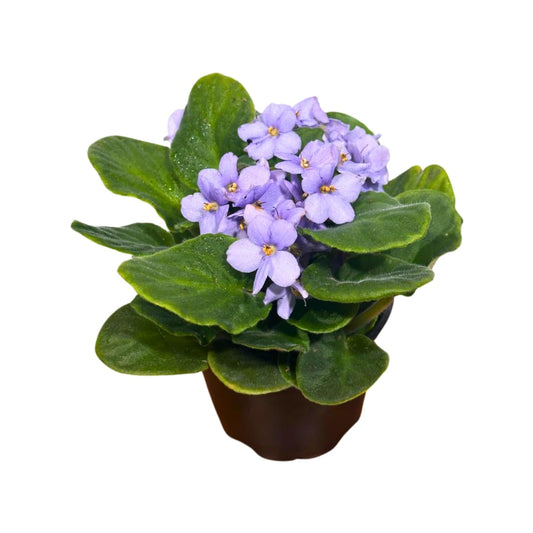 PLANTVERS African Violet Light Purple in 4” Grow Pot - Saintpaulia Ionantha - Light Puple Violets - Indoor Blooming Flower Plant - Flowering Terrarium Plant