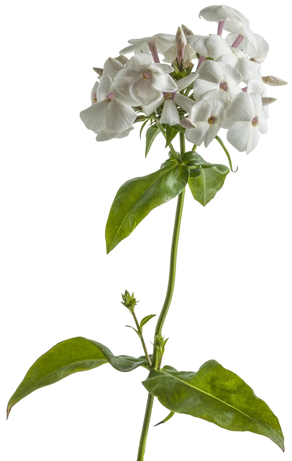 Live Plant from Green Promise Farms - Proven Winners, Phlox x 'Opening Act White' Garden Phlox, White Flowers - #1 Gallon Size Container