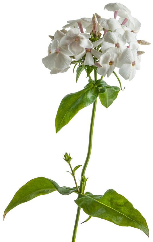 Live Plant from Green Promise Farms - Proven Winners, Phlox x 'Opening Act White' Garden Phlox, White Flowers - #1 Gallon Size Container