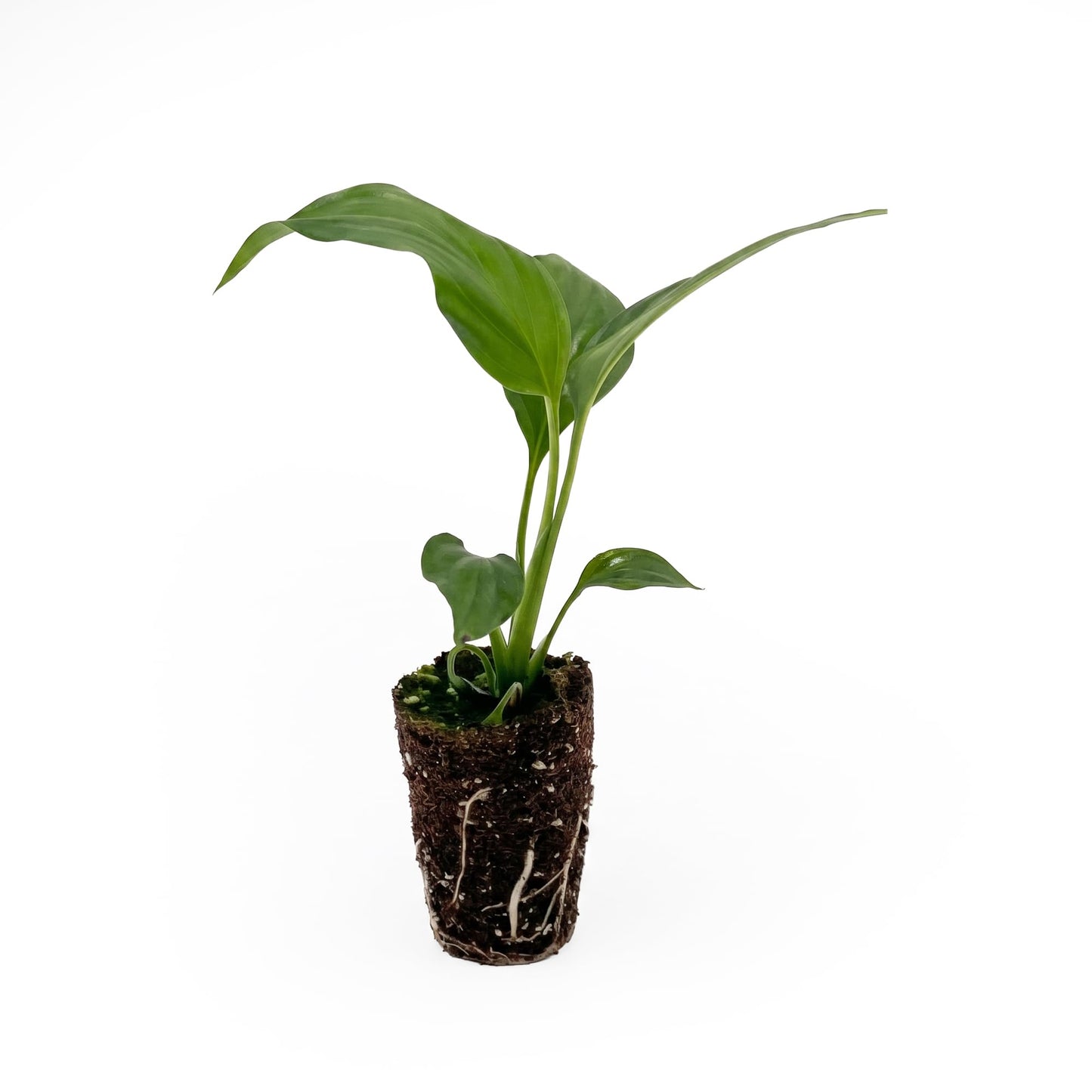Live Spathiphyllum '7th Heaven' Plant - '7th Heaven Peace Lily' - ragnaroc Tropical Plant 2-8" Tall - 4ct - Live Arrival Guaranteed - House Plants for Home Décor & Gift