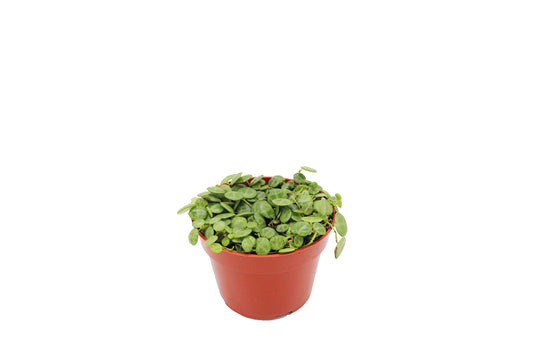California Tropicals 4" String of Turtles Live Indoor House Plants - Mini Rooted Potted Tropical Garden Supplies - Fresh Leaf, Easy Care, Easy Plant, Hanging Office Plant - Air Purification