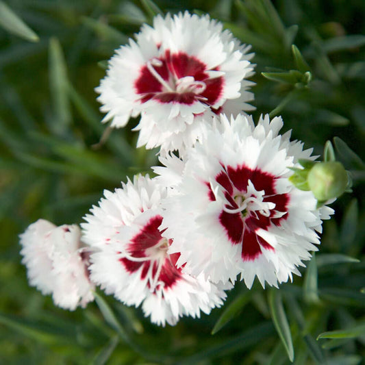 Scent First® Coconut Surprise Dianthus, 2.5 Quart, White Flowering Live Perennial Plant - Fragrant Groundcover