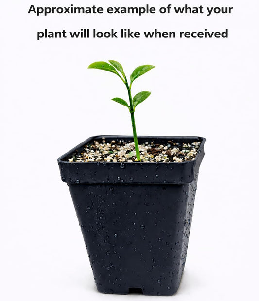 Meyer Lemon Tree - 2-5 Inch Tall Live Plant - Potted Indoor/Outdoor Fruit Seedling - Citrus x meyeri