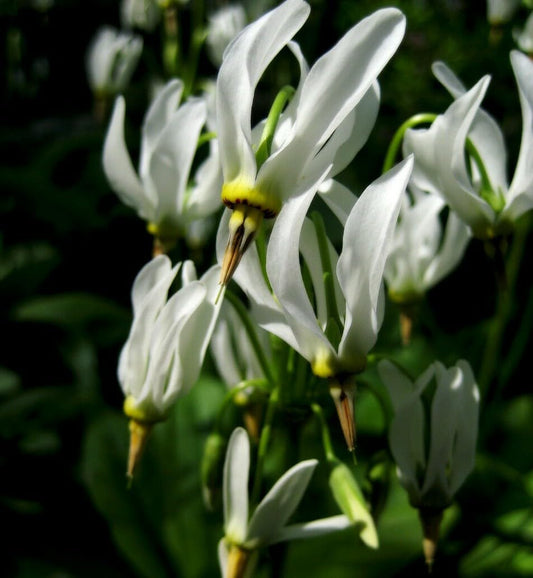 Live Plant - 5 Eastern Shooting Star Bulb/Roots - White Perennial Flowers - Primula meadia