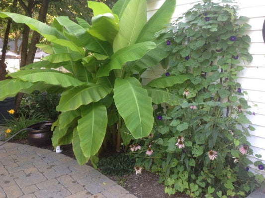 Musa Basjoo Banana Tree Cold Hardy | Japanese Banana Live Plant 6 inches Tall