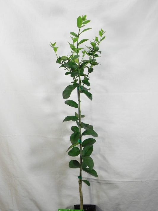 Live Plant - Thornless Mexican Key Lime Tree - Semi-Dwarf - 18-36" Tall - Live Citrus Plant