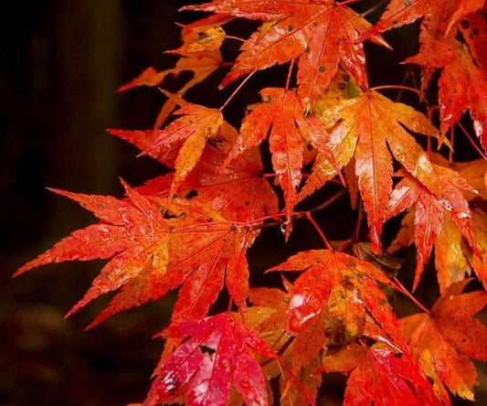 Autumn Blaze Maple Tree - 10-16" Tall Seedling - Quart Pot - Live Plant - Acer x freemanii 'Jeffersred'