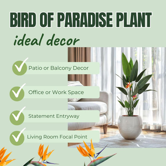 Bird of Paradise Plant Live, 5" to 12" Tall, Established Roots, Strelitzia Reginae Live Plant Houseplant Indoor Outdoor (Orange)