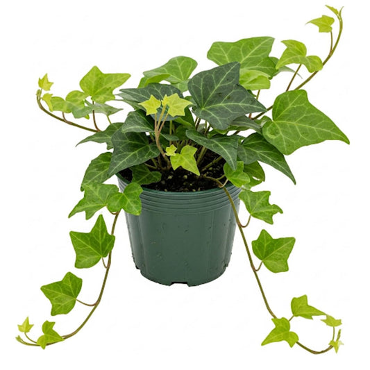 Green English Ivy Live Plant, Hardy Ivy Plants in 4 Inch Pot, Outdoor Indoor Garden