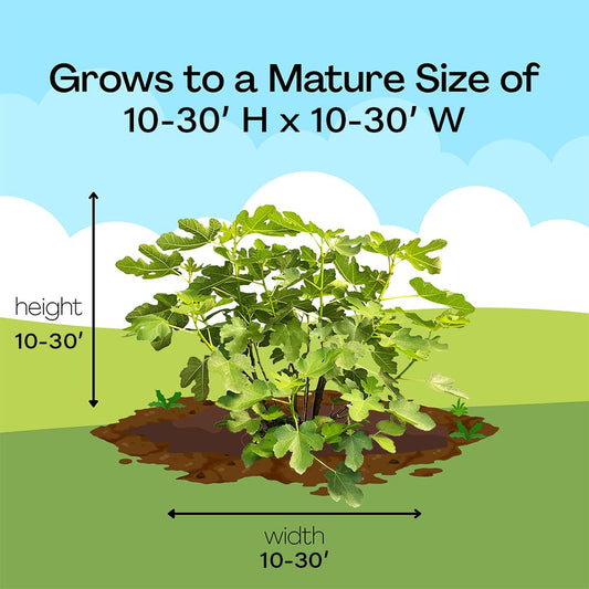Fig 1 Gal. Brown Turkey Fig Plant