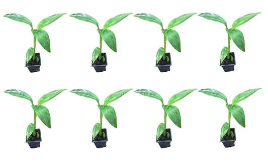 8 Musa Basjoo Banana Tree/Hardy Banana Tree in 4 Inch Pots (8 Four Inch Pots with a Banana Starter Plant in Each Pot)