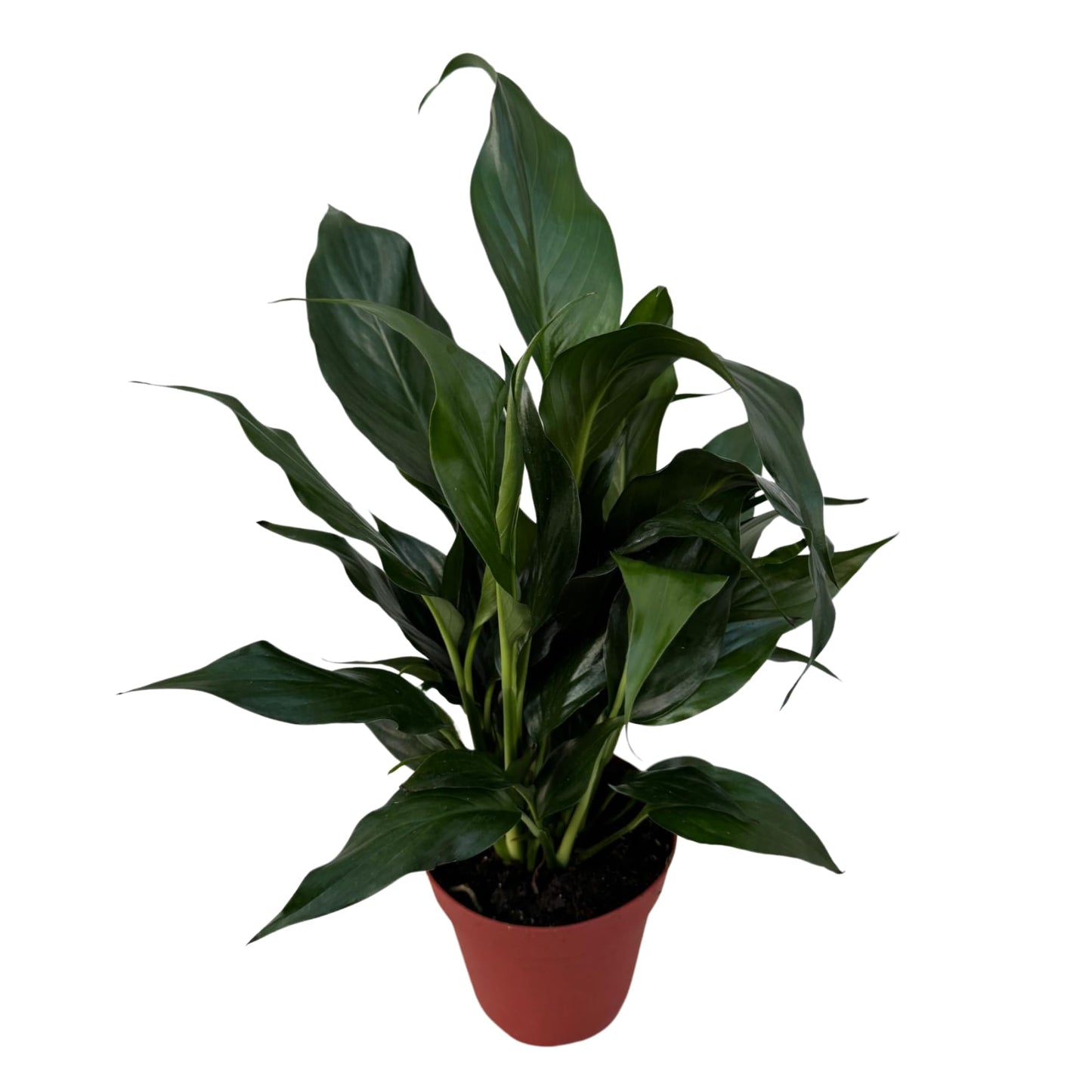 PLANTVERS Peace Lily in a 4” Grow Pot – Live Spathiphyllum – Flowering Air Purifying Plant – Easy Care & Low Maintenance Houseplant – Blooming Gift Plant (Peace Lily in a 4" Grow Pot)