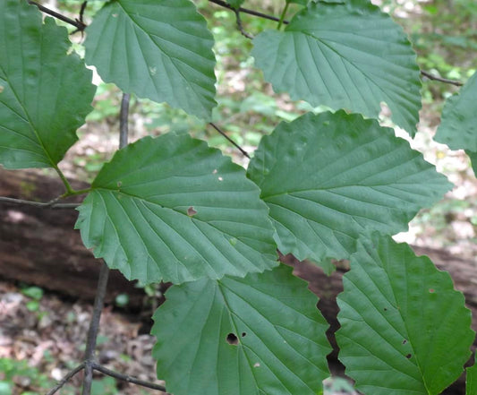 Arrowwood Viburnum 4 Live Shrub (Viburnum dentatum) – Native Wildlife Hedge Shrub – 1 Gallon Pot, 2–3 ft Plant