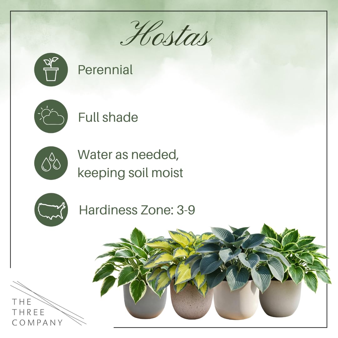 Live Perennial Hosta - Libby (3 Plants Per Pack) Beautiful Accent Plant, 10" Tall by 4" Wide in 1 Qt Pot