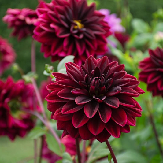 Votaniki Sam Hopkins Dahlia Tubers for Planting — Perennial & Large Flower, Dark Red Dinnerplate Dahlia | Easy to Grow Summer Flowers (1 Pack)
