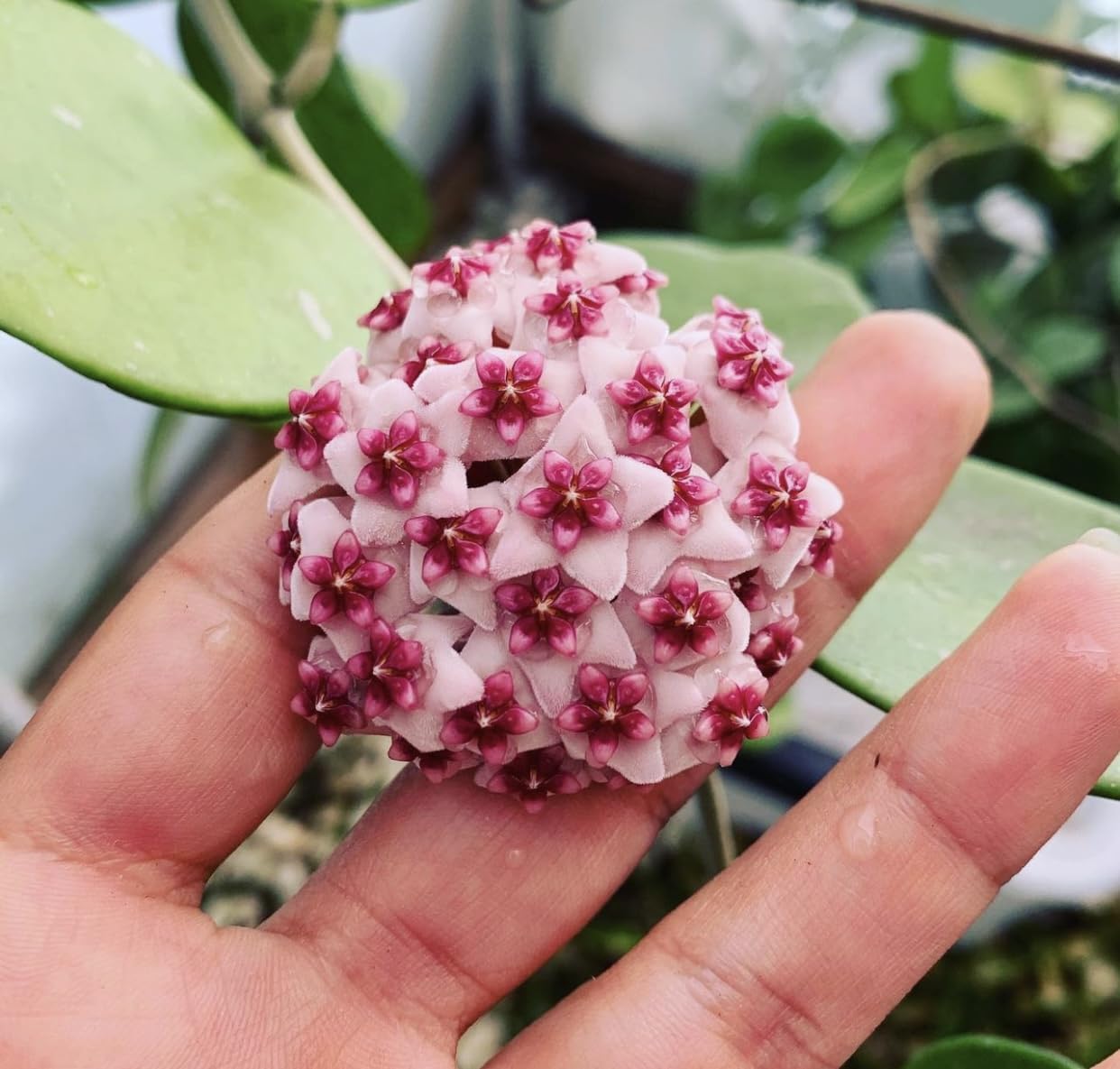 Hoya Obovata Spalsh Available in 2" Pot, 4" Pot, and 6" Hanging Pot Hoya Live Plants Live Houseplants California Seller (One Small Plant, 4" Pot)