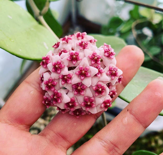 Hoya Obovata Spalsh Available in 2" Pot, 4" Pot, and 6" Hanging Pot Hoya Live Plants Live Houseplants California Seller (Multiple Plants, 6" Hanging Pot)