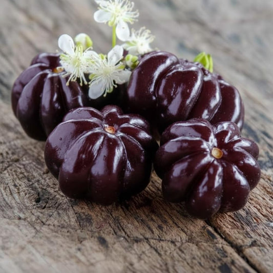 Black Surinam Cherry Plant Live, Cherry Fruit Trees Live Plants, 22-26 Inc Tall, Well - Rooted in 1 Gallon Pot, Edible and Sweet Fruit for Outdoor Garden and Container Growing