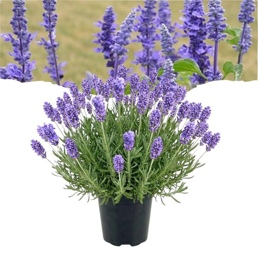 French Lavender Live Plant in Quart Pot, Lavender Herb Plants, Fragrant Hardy Herb for Indoor or Outdoor Planting