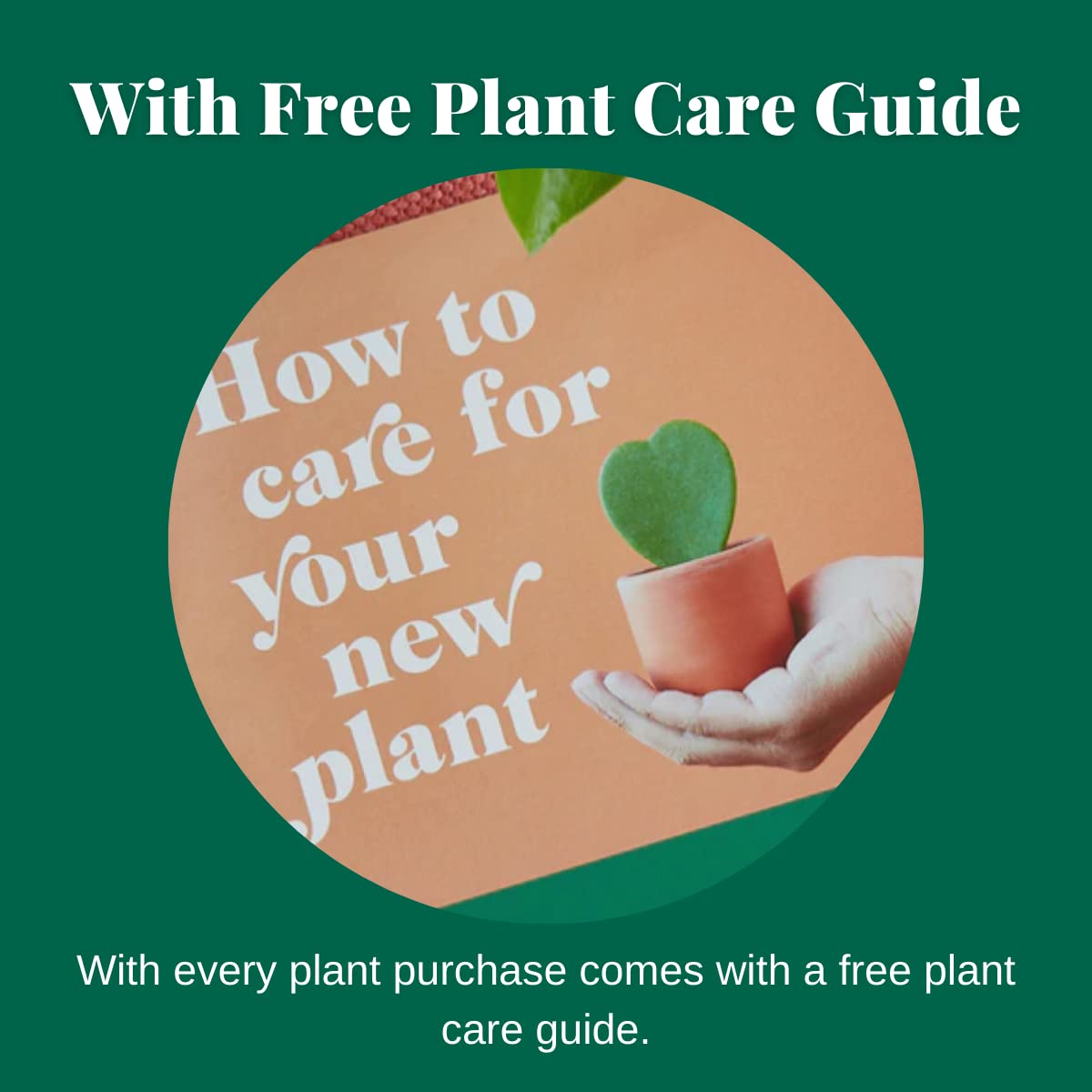 HOUSE PLANT SHOP | Tillandsia Air Plant 'Bulbosa'| Live Indoor Plant | Easy to Care | Natural Décor Plant | Great Gifts| Free Care Guide