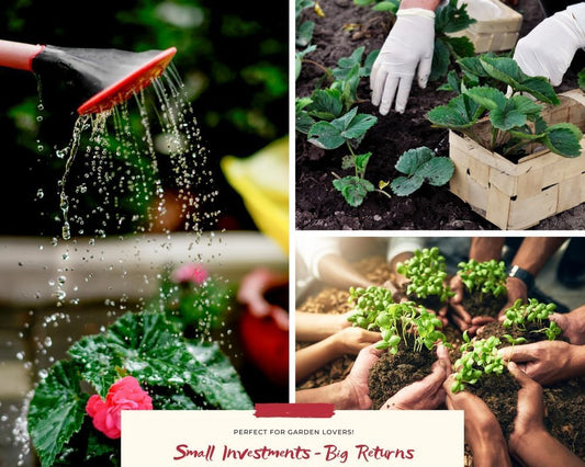 2 Plectranthus Swedish Ivy Plants Live to Grow, in 4 Inch Pot, Swedish Ivy Live Plant, Swedish Ivy Mint Starter Plants, 4-6" Tall (Green Swedish Ivy)