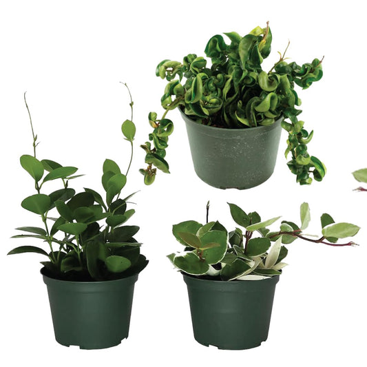 American Plant Exchange Assorted Hoya Plants – 4-Inch Pots, Pack of 3 – Live Flowering Wax Vines, Easy Care Indoor Plants with Colorful Blooms for Home, Garden, or Patio Decor