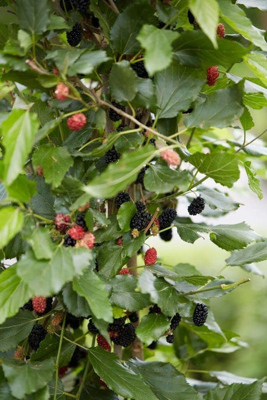 Illinois Everbearing Mulberry Tree Live Plant | Starter Plant Morus rubra Cold Hardy