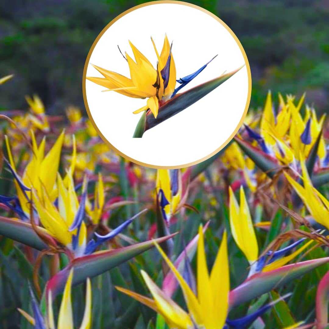 Bird of Paradise Plant Live, 5" to 12" Tall, Established Roots, Strelitzia Reginae Live Plant Houseplant Indoor Outdoor (Yellow)