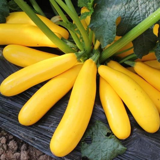 4 Yellow Squash Plants Live in 4 Inch Pot, Squash Live Plants, Zucchini Plants Live